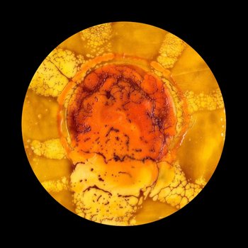 Beth Sievers Encaustic Art