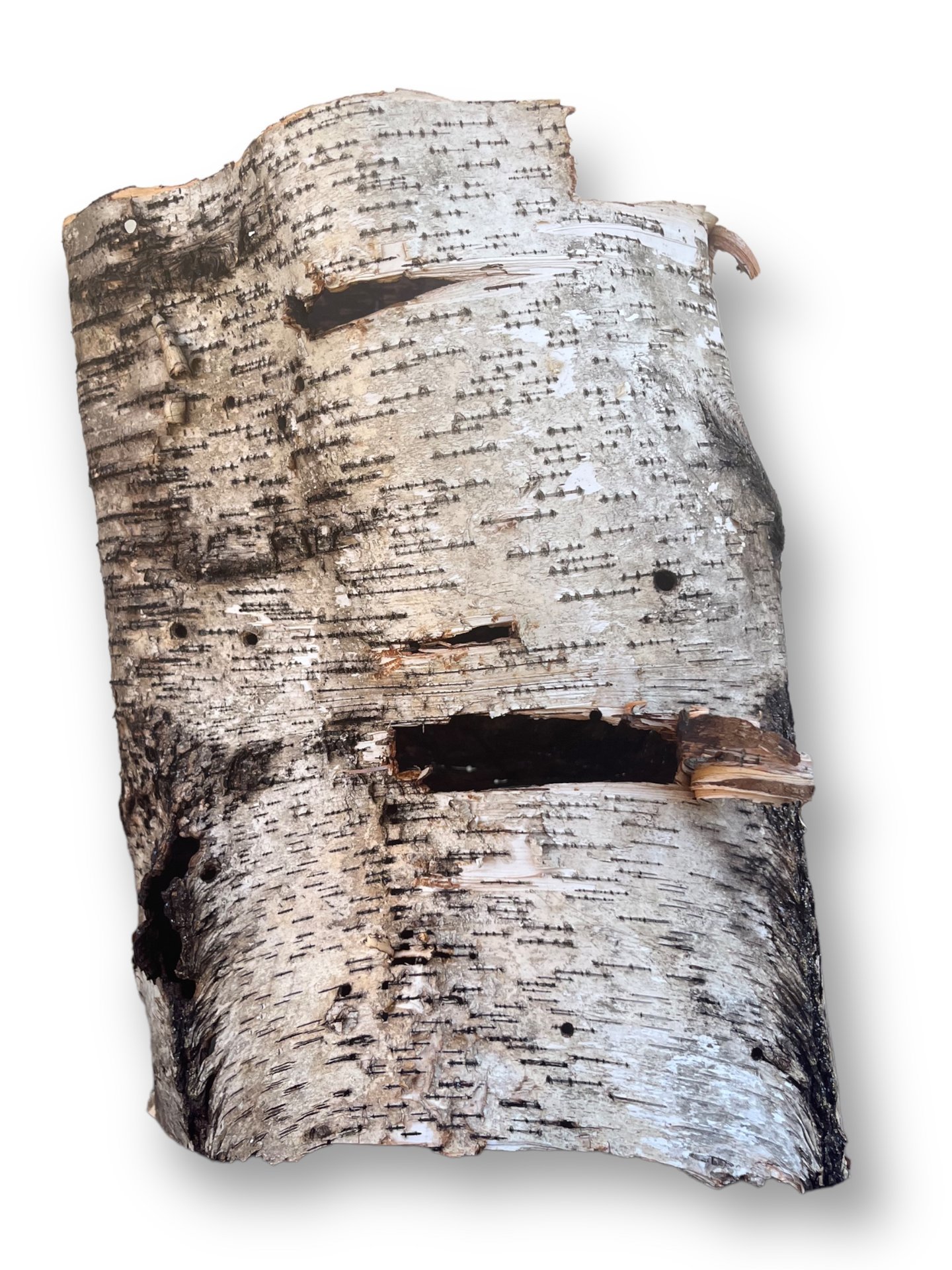 Birch Perfection